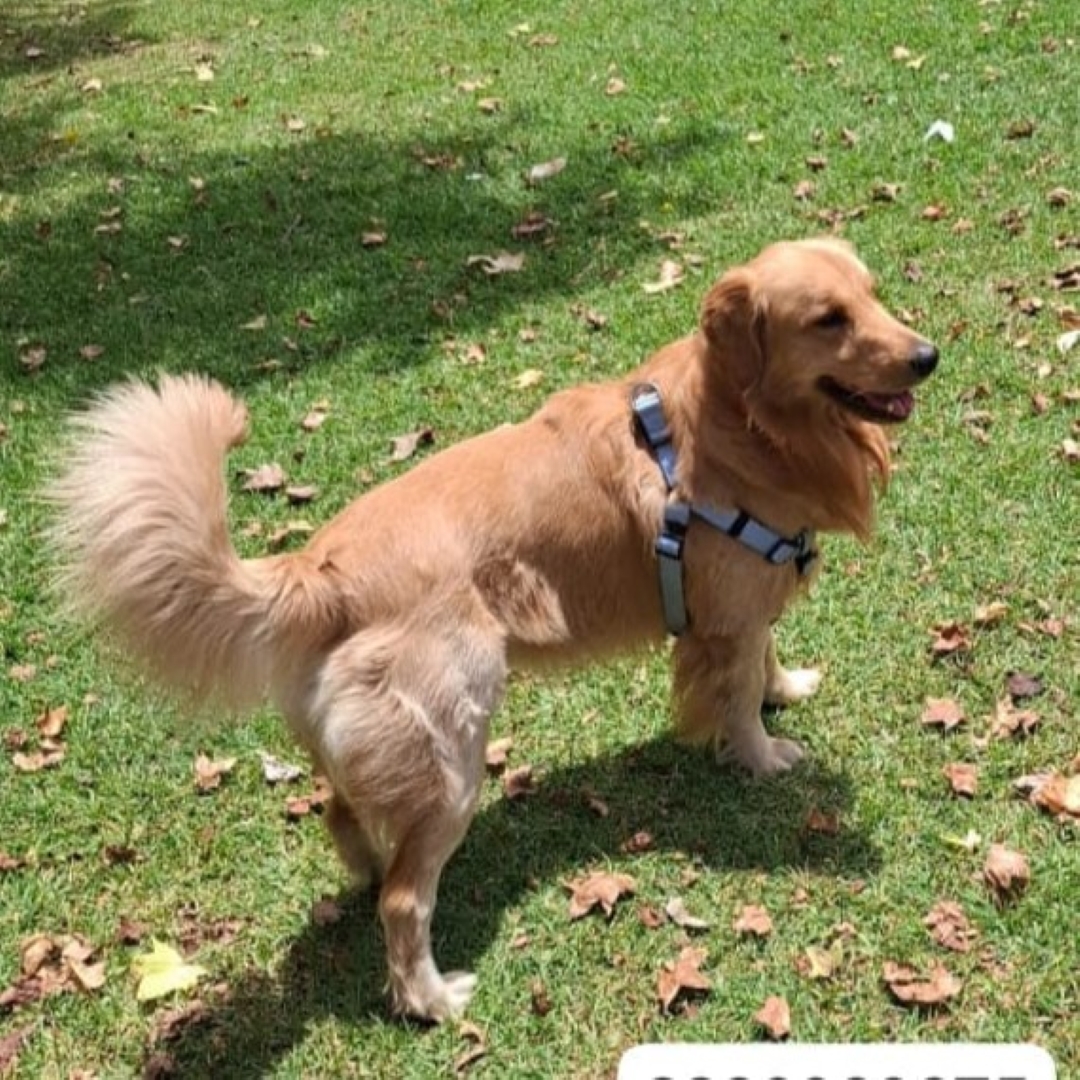 Perro Aslan