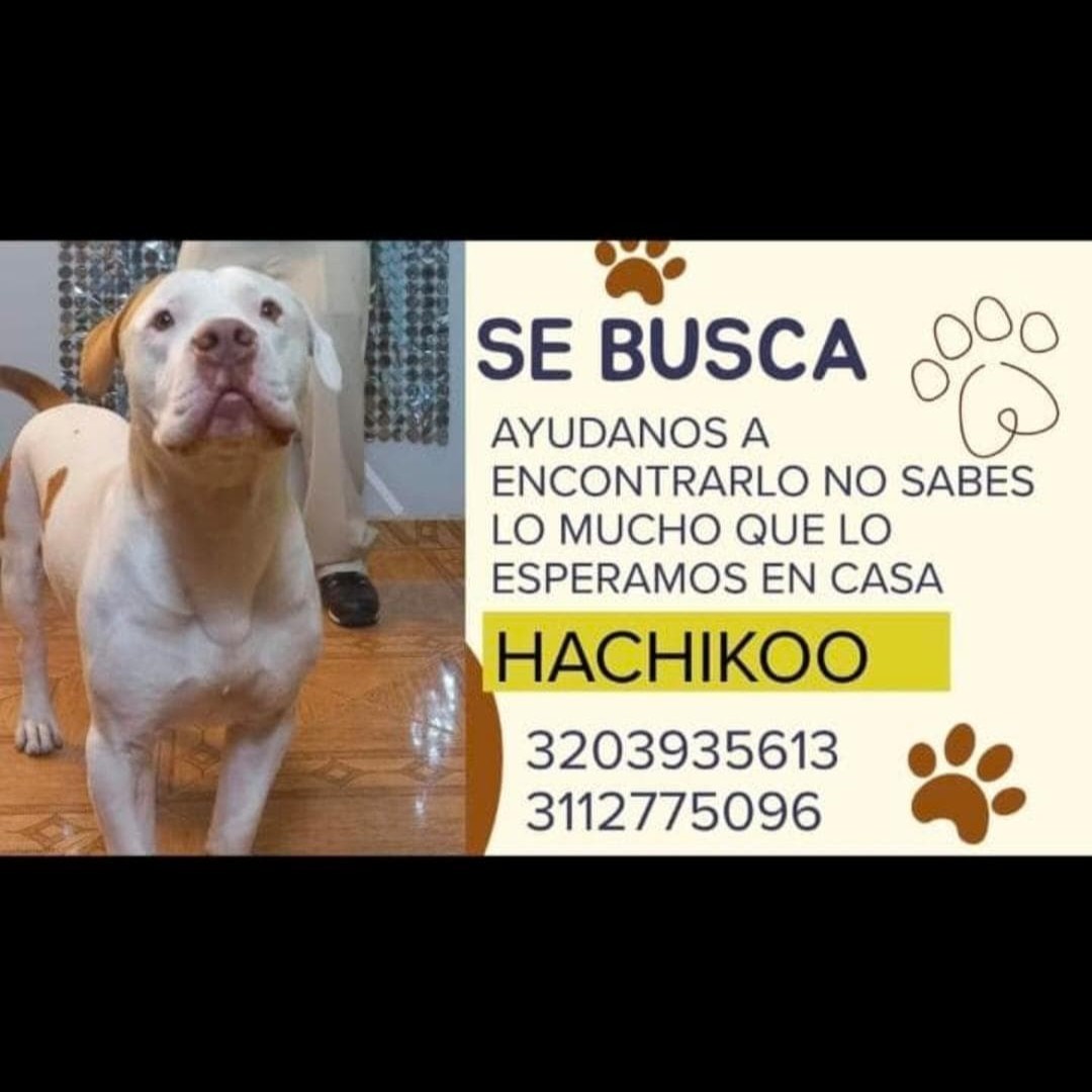 Hachikoo