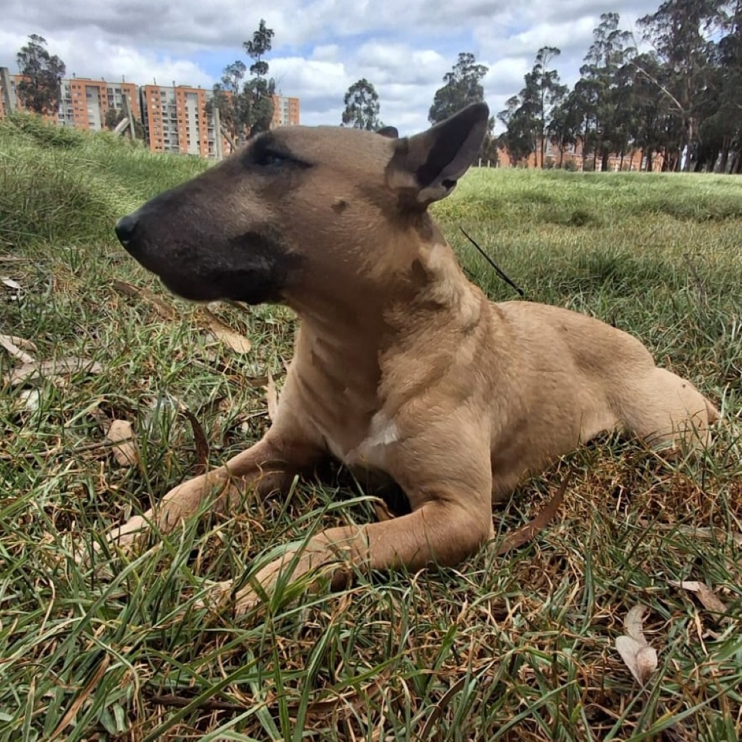 Apolo