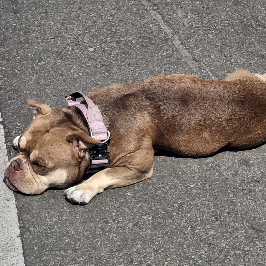Perro Ari