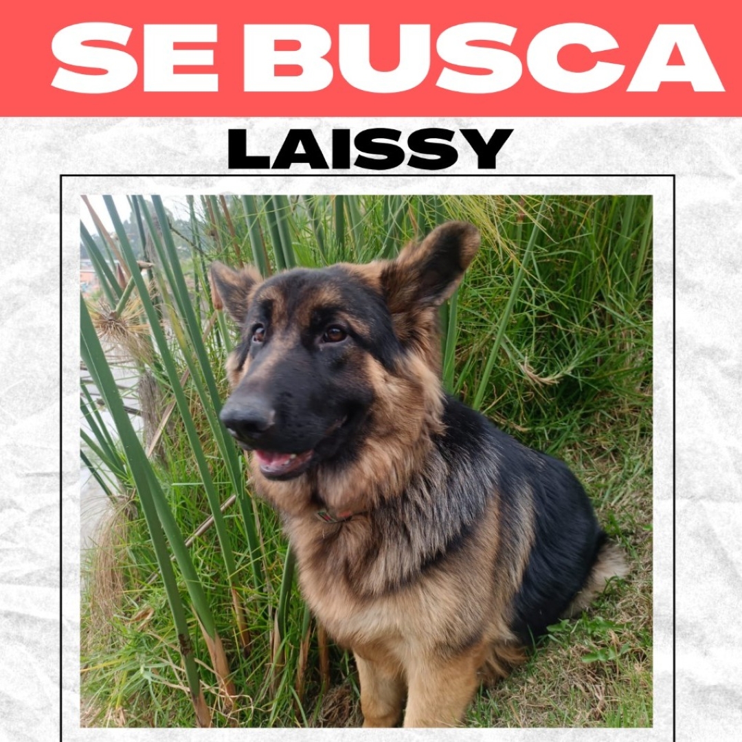Perro Laissy