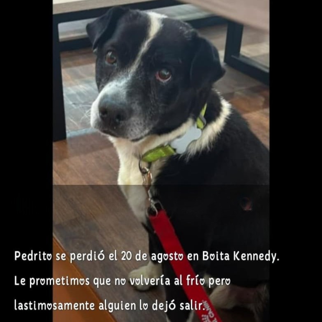 Perro Pedrito