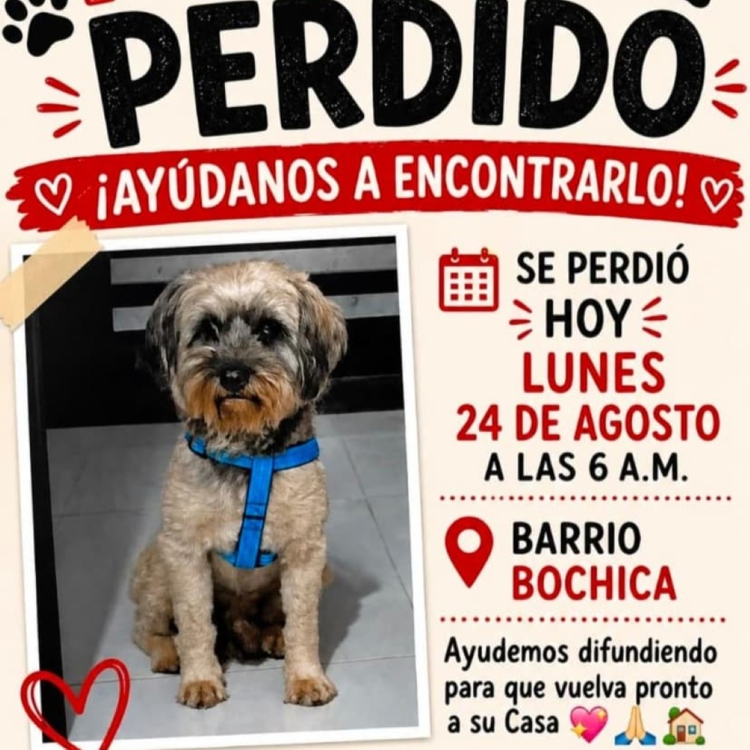 Perro Perrito
