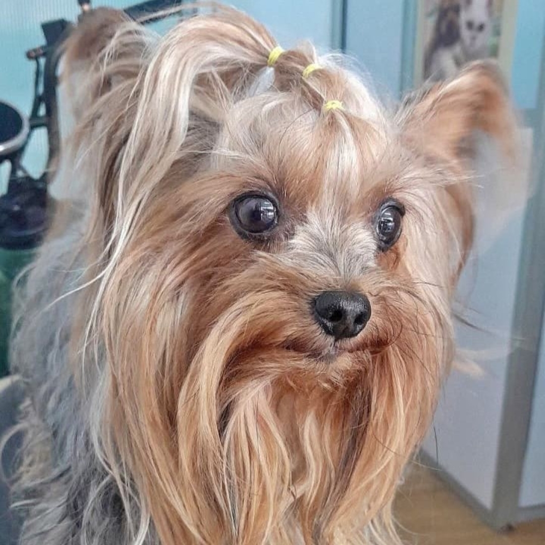 Perro Chis