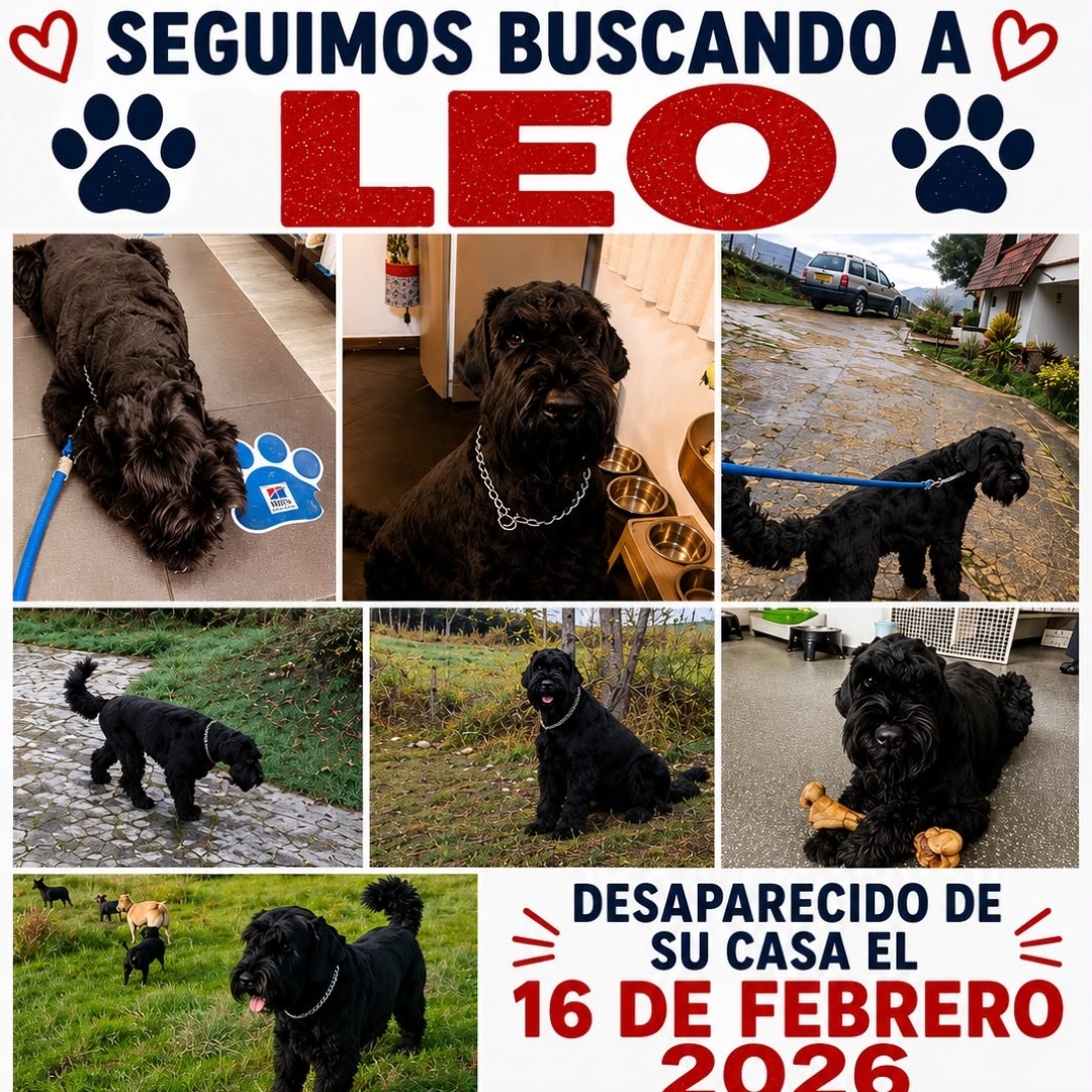 Perro Leo