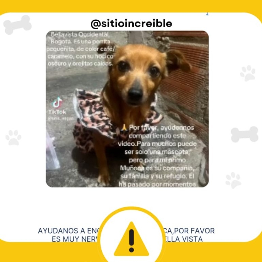 Perro Muñeca
