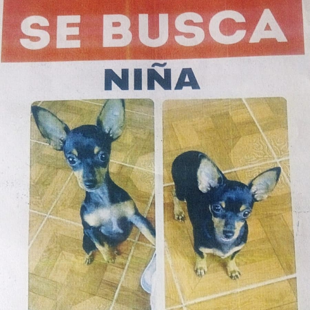 Perro Niña