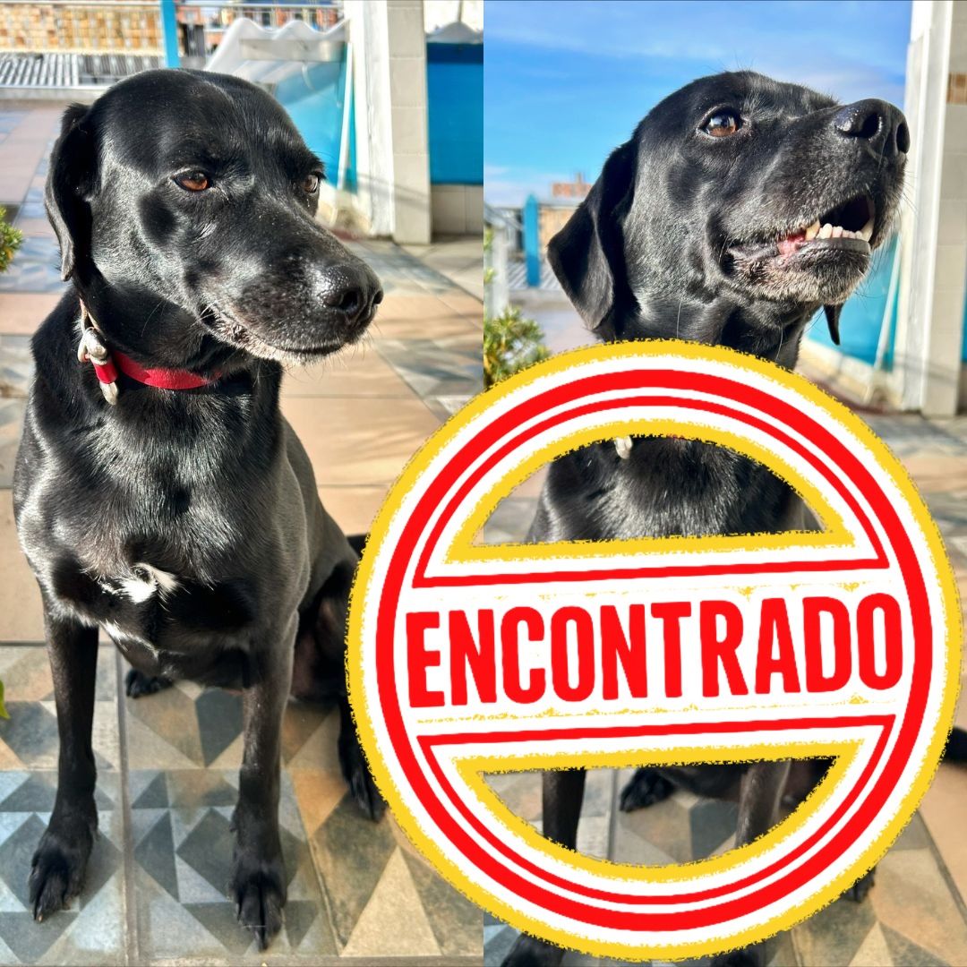 Perro NN