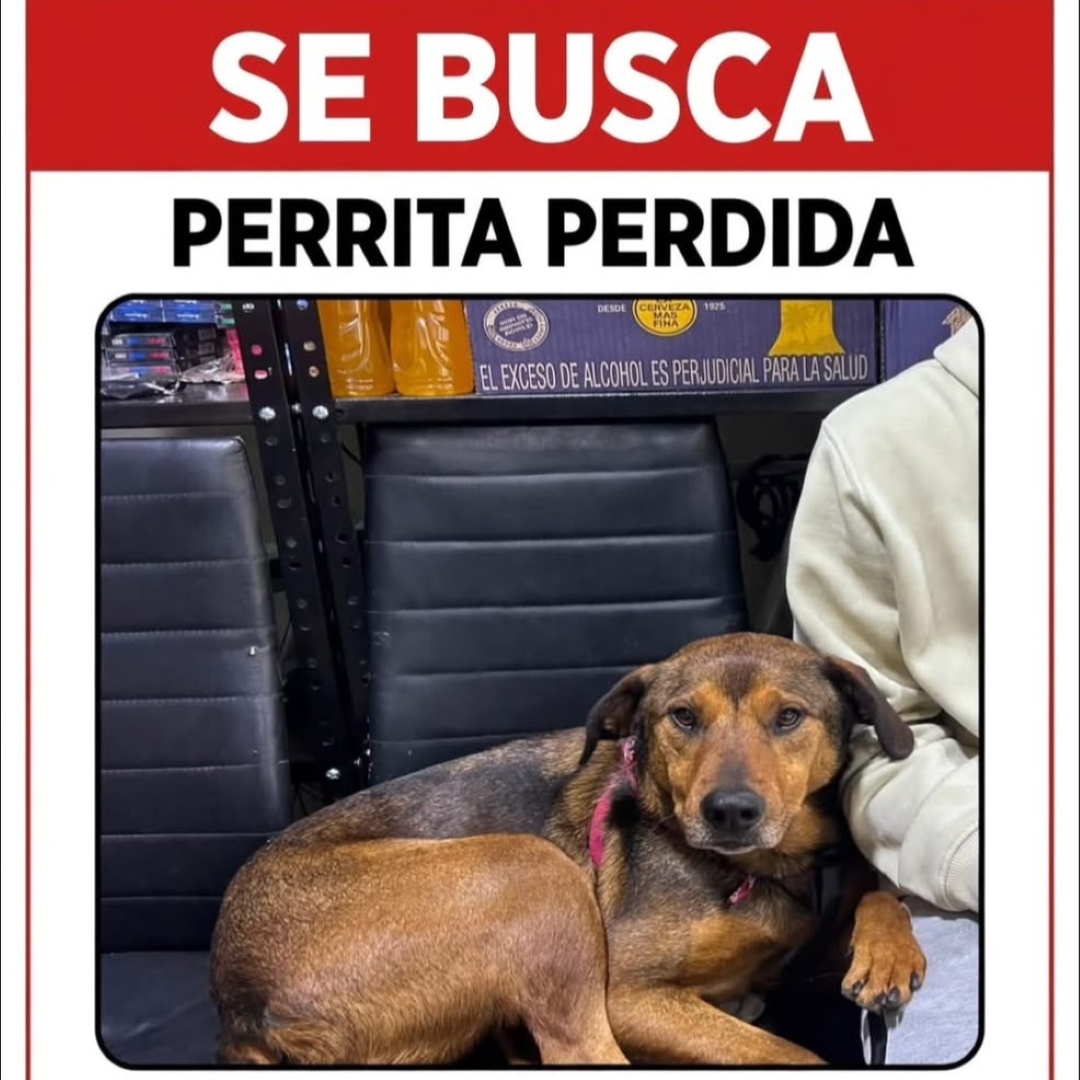 Perro SAMANTHA