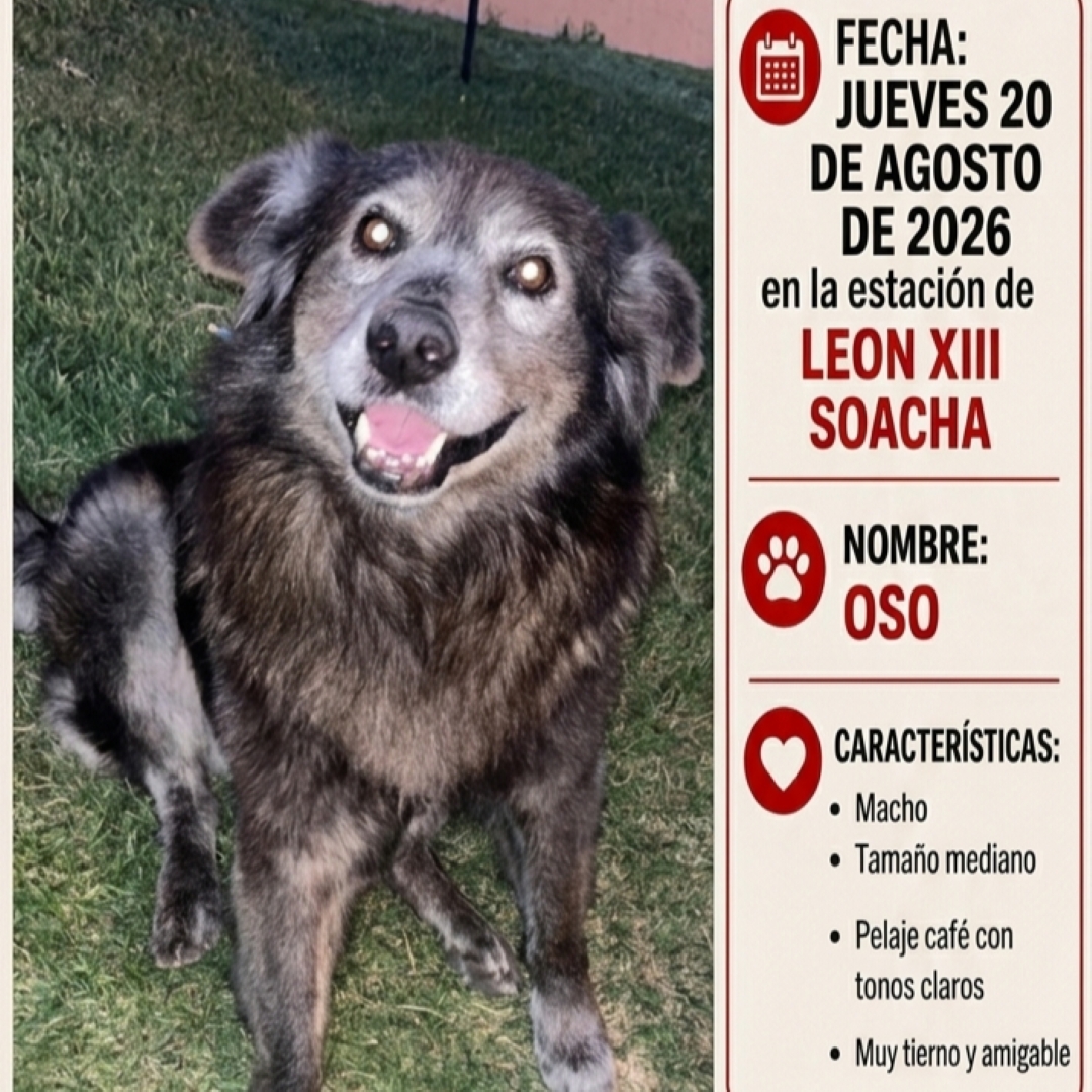 Perro Oso