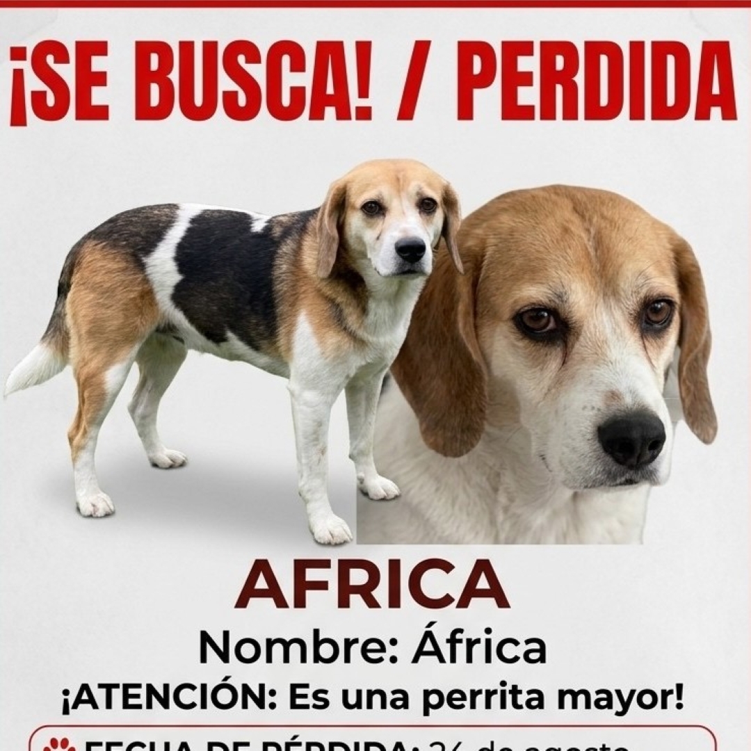 Perro África