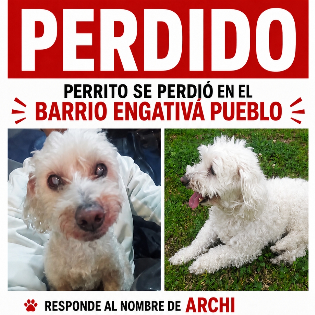 Perro Archi