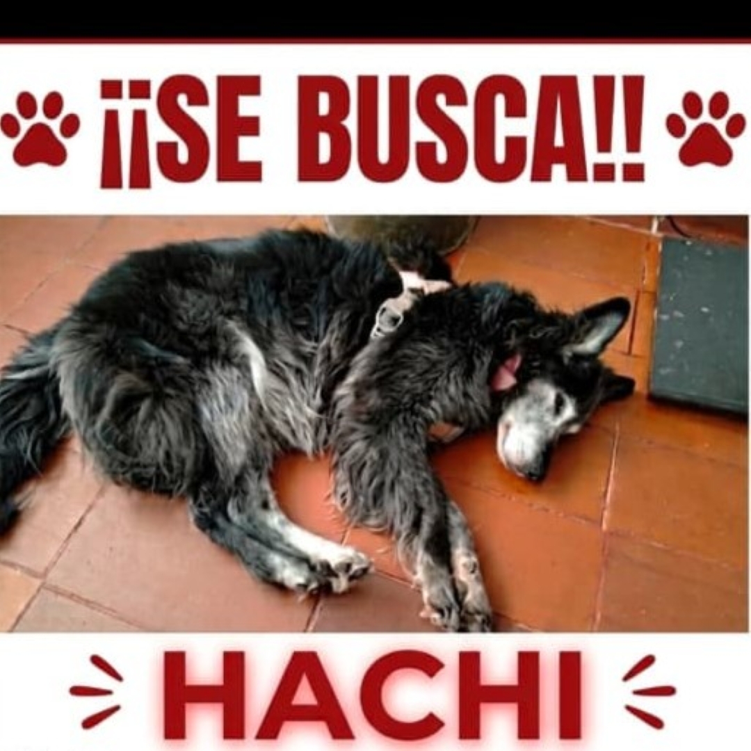 Perro Hachi