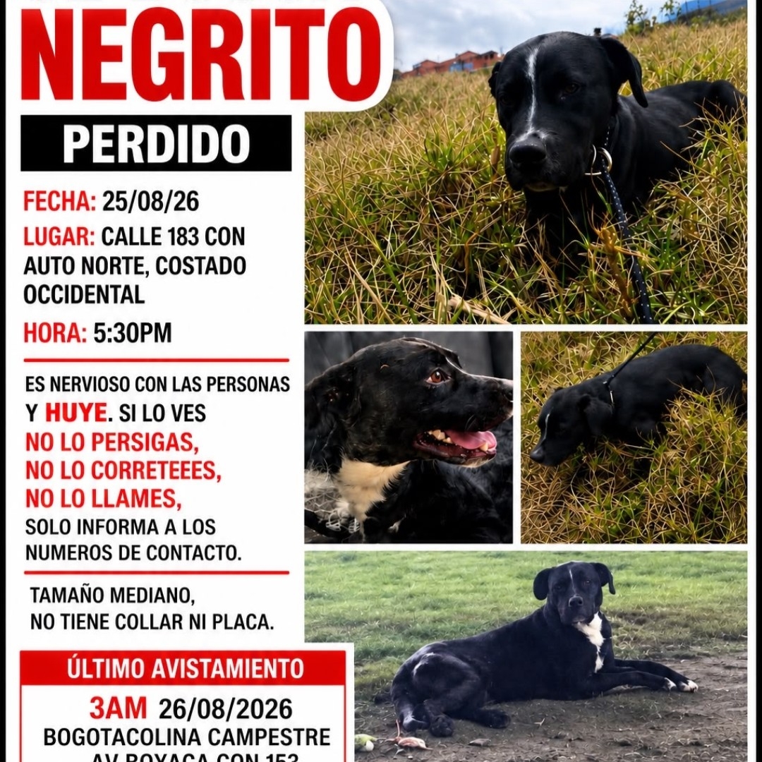 Perro Negrito