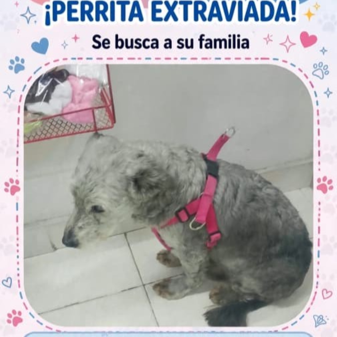 Perro NN