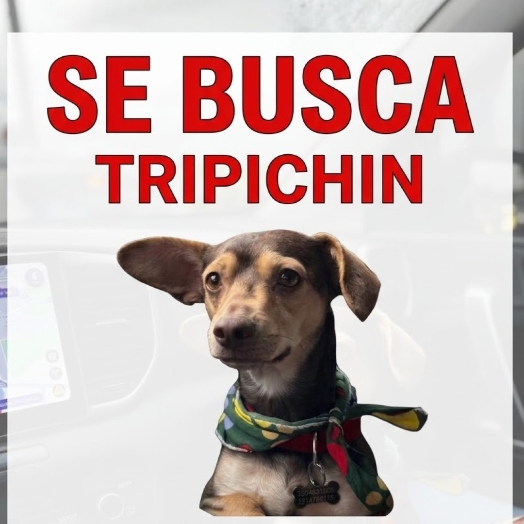 Perro Tripichín