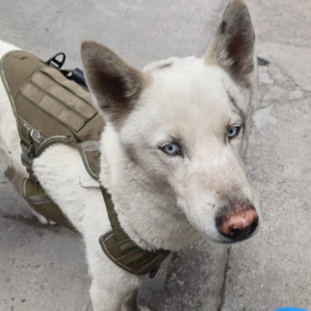 Perro NN