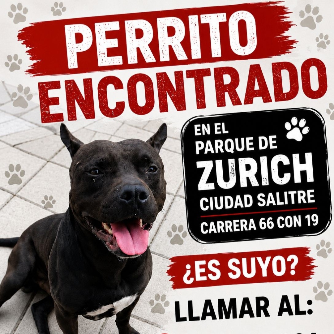 Perro NN