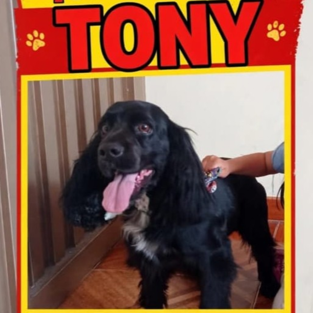 Perro Tony