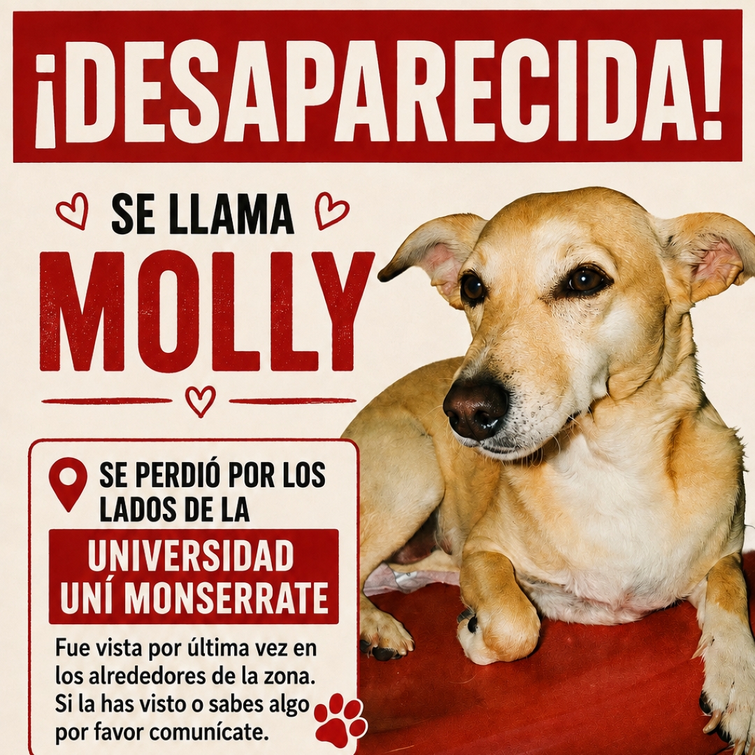 Perro Molly