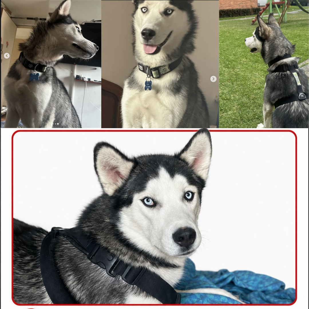 Perro Oslo