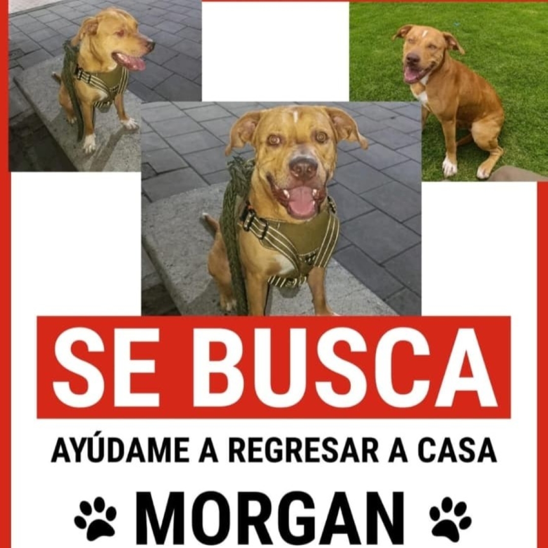Morgan