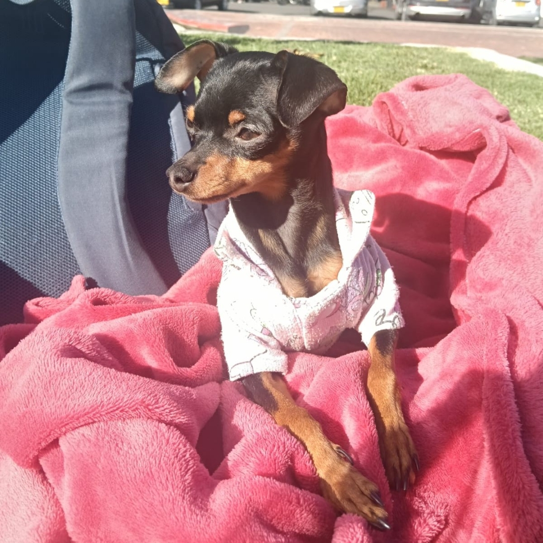 Pinscher