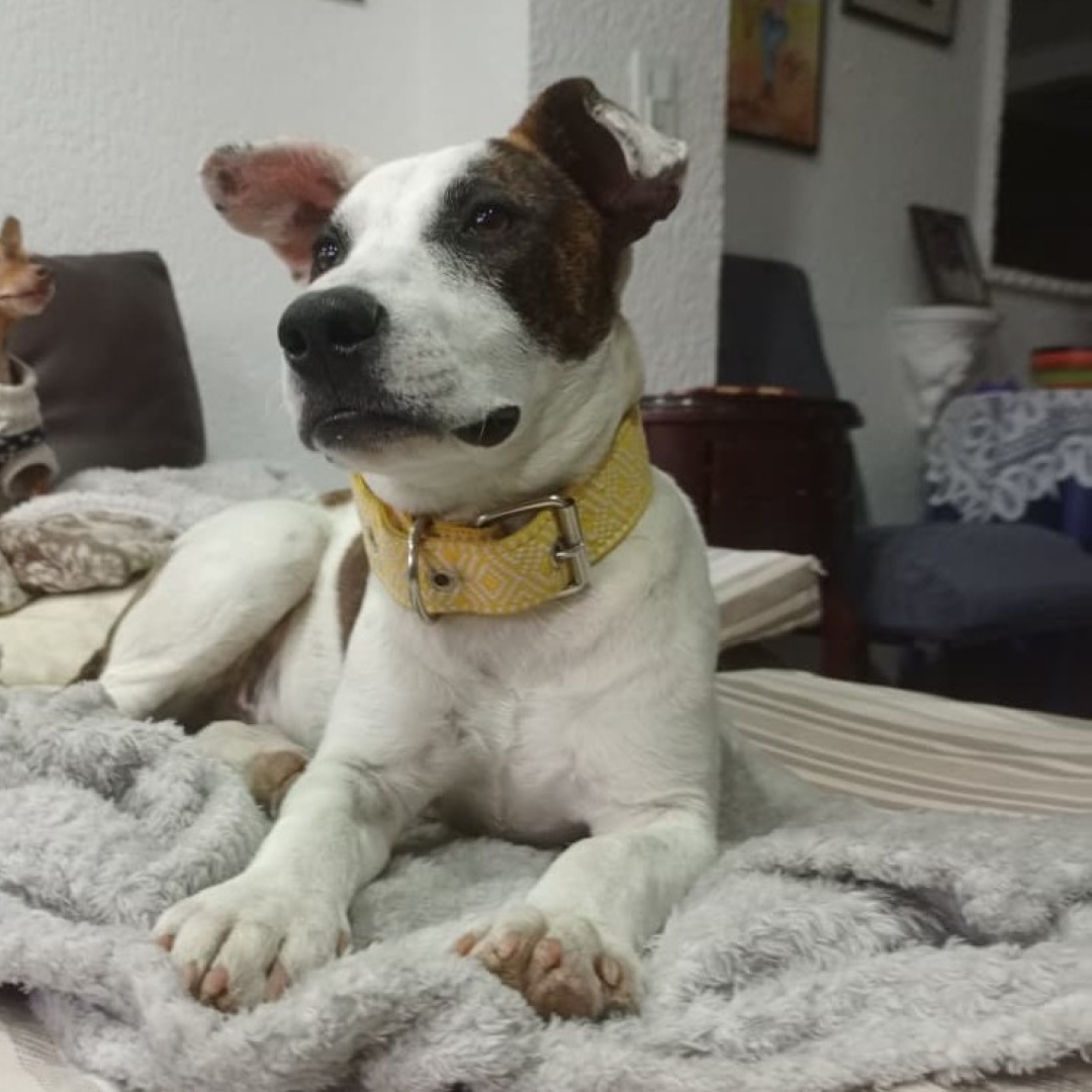 Dulce