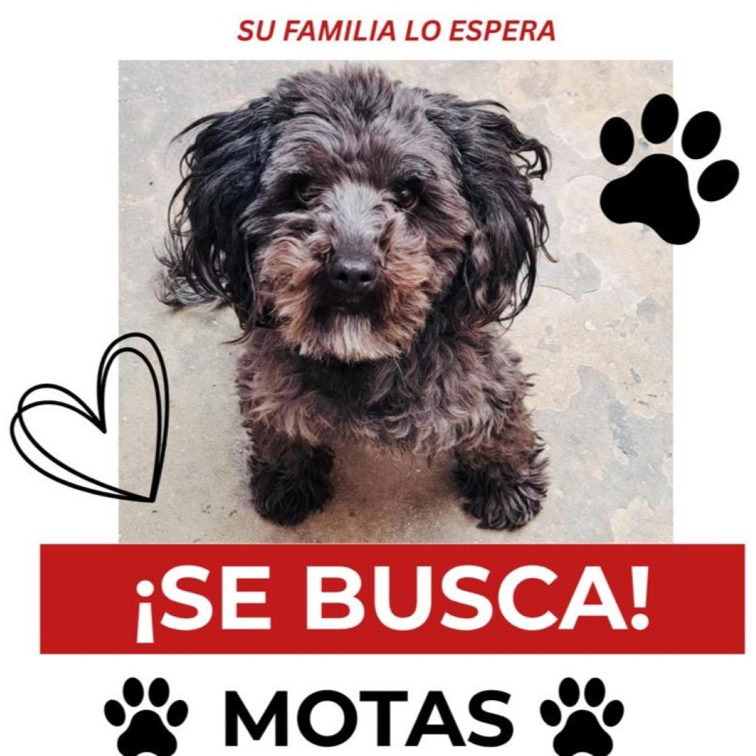 Motas