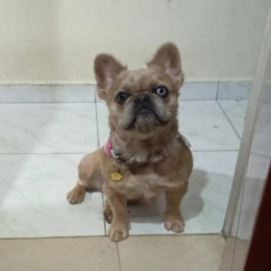 Perrita