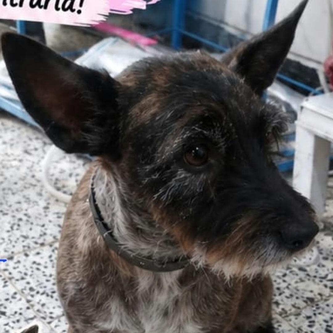 Rumba Estrella