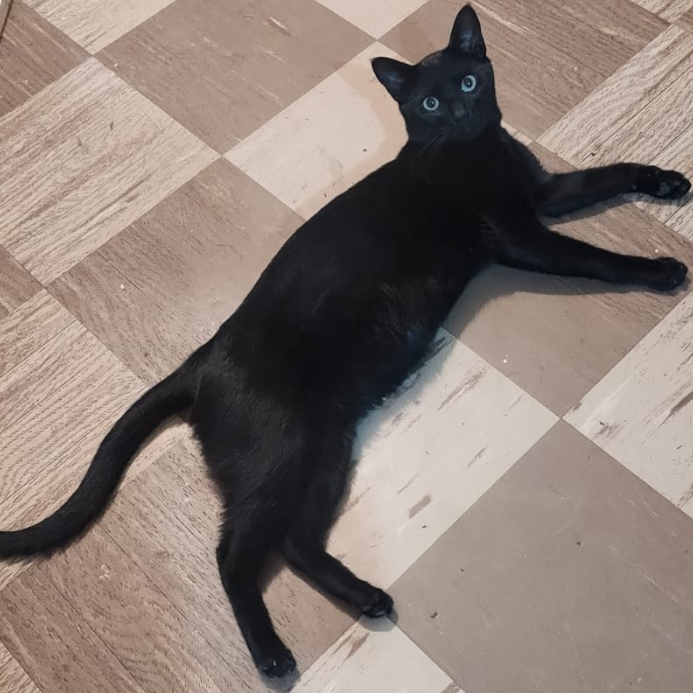 Morocho