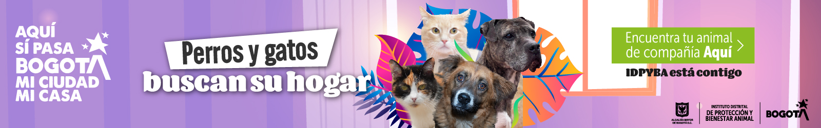 Banner perros y gatos perdidos buscan su hogar